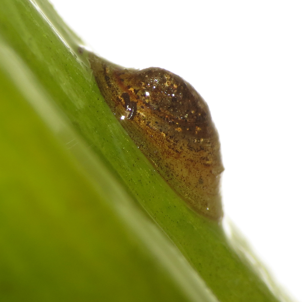 Ancylini