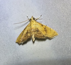 Hyalobathra micralis