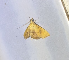 Hyalobathra micralis