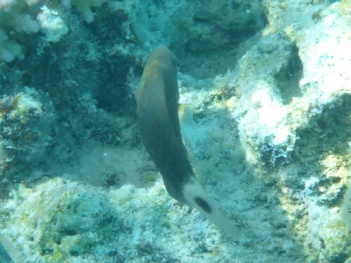 Bullethead parrotfish