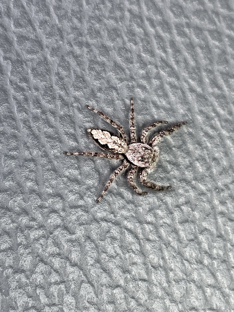 Tan Jumping Spider from Oyster Rocks Rd, Milton, DE, US on April 29, 2021 at 1008 AM by