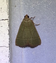 Hypsopygia nonusalis