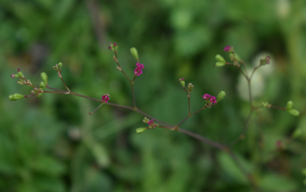 Boerhavia mutabilis