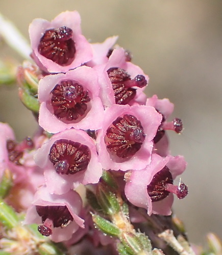 Image of Erica glandulipila by (c) Nicola van Berkel, some rights reserved (CC BY-SA)