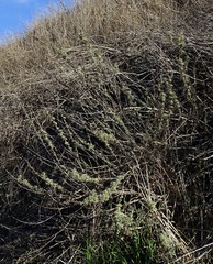 Artemisia californica