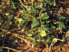 Tribulus terrestris