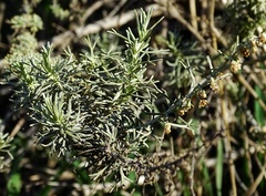 Artemisia californica