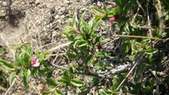 Prunus bifrons, photograph Andreas Manz, CC0, iNaturalist via GBIF
