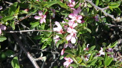 Prunus bifrons