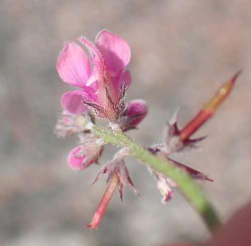 Image of Indigofera declinata by (c) Nicola van Berkel, some rights reserved (CC BY-SA)