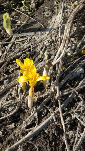 Image of Colchicum luteum by no rights reserved