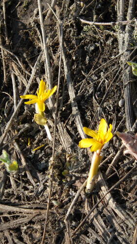 Image of Colchicum luteum by no rights reserved