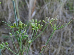 Foeniculum vulgare