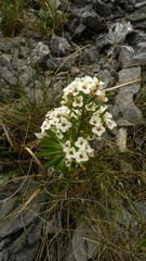 Pachycladon latisiliquum