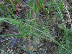 Foeniculum vulgare