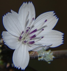 Stephanomeria
