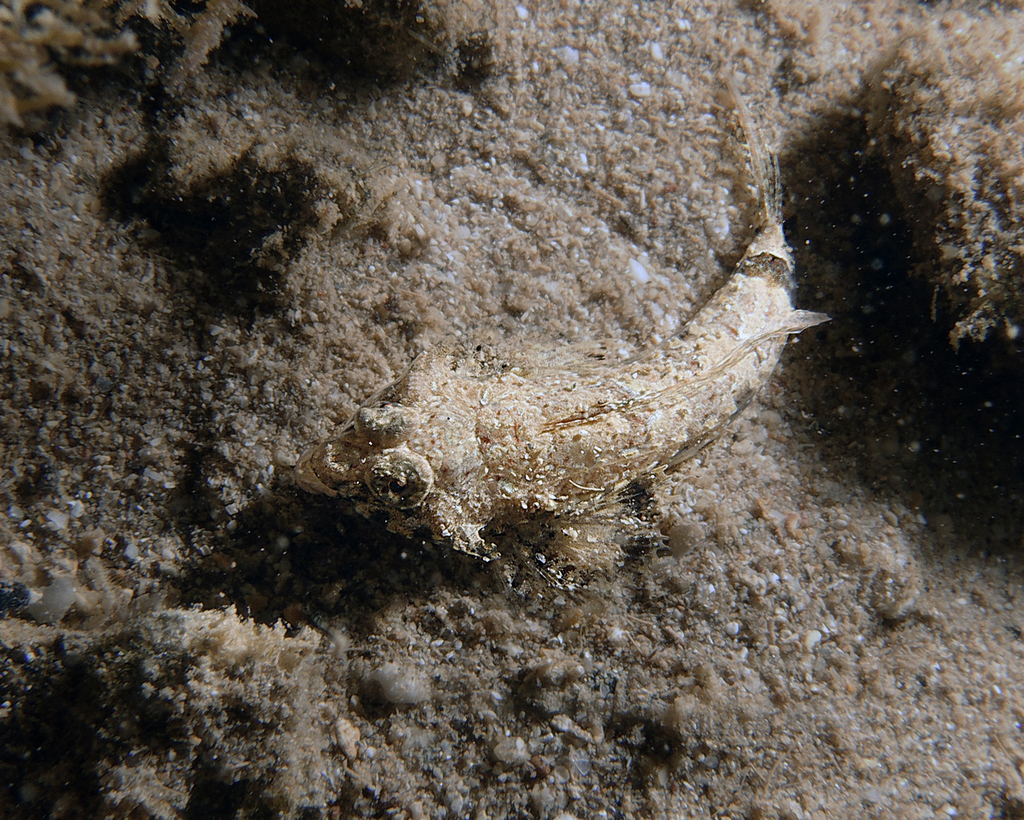 Japanese Fold Dragonet