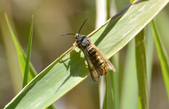 Pennisetia marginatum