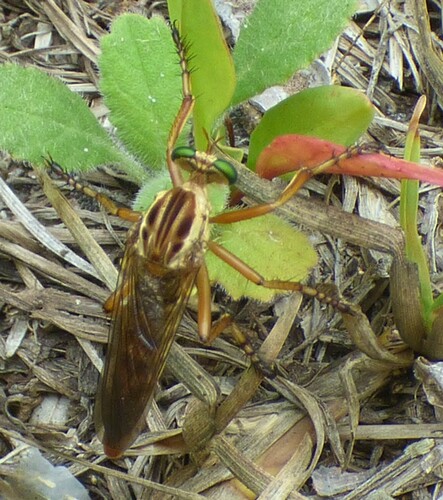 Brown-banded Hanging Thief photo 5