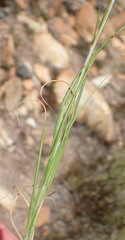 Geochloa