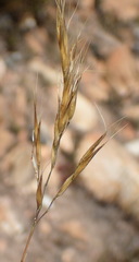 Geochloa