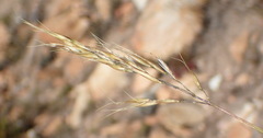 Geochloa
