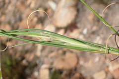 Geochloa