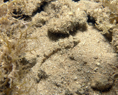 Japanese Fold Dragonet photo 2