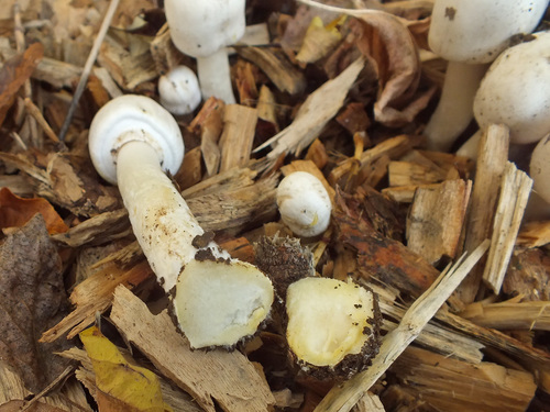 Наблюдение на iNaturalist