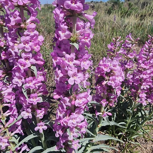 Penstemon angustifolius var. venosus