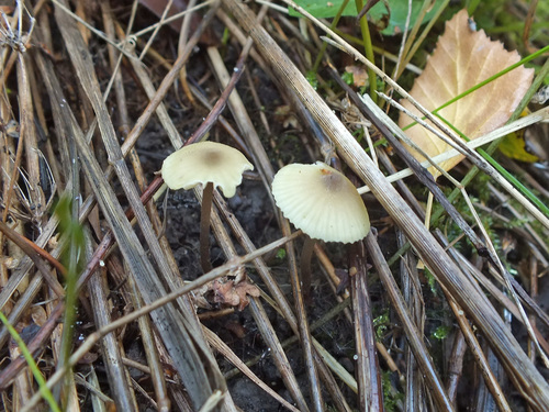 Entoloma pleopodium image
