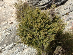 Cliffortia tuberculata