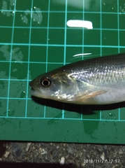 Opsariichthys pachycephalus