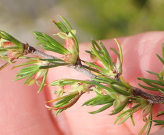 Cliffortia tuberculata