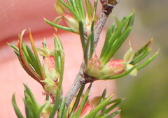 Cliffortia tuberculata