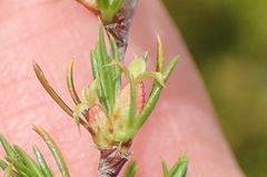 Cliffortia tuberculata