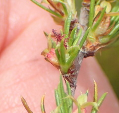 Cliffortia tuberculata