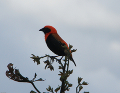 Euplectes hordeaceus