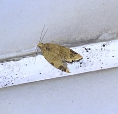 Neocalyptis affinisana
