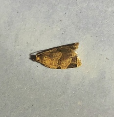 Neocalyptis affinisana