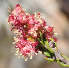 Passerina comosa