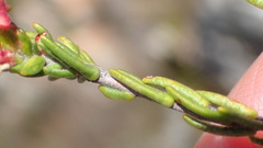 Passerina comosa
