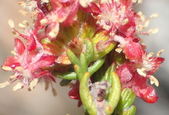 Passerina comosa