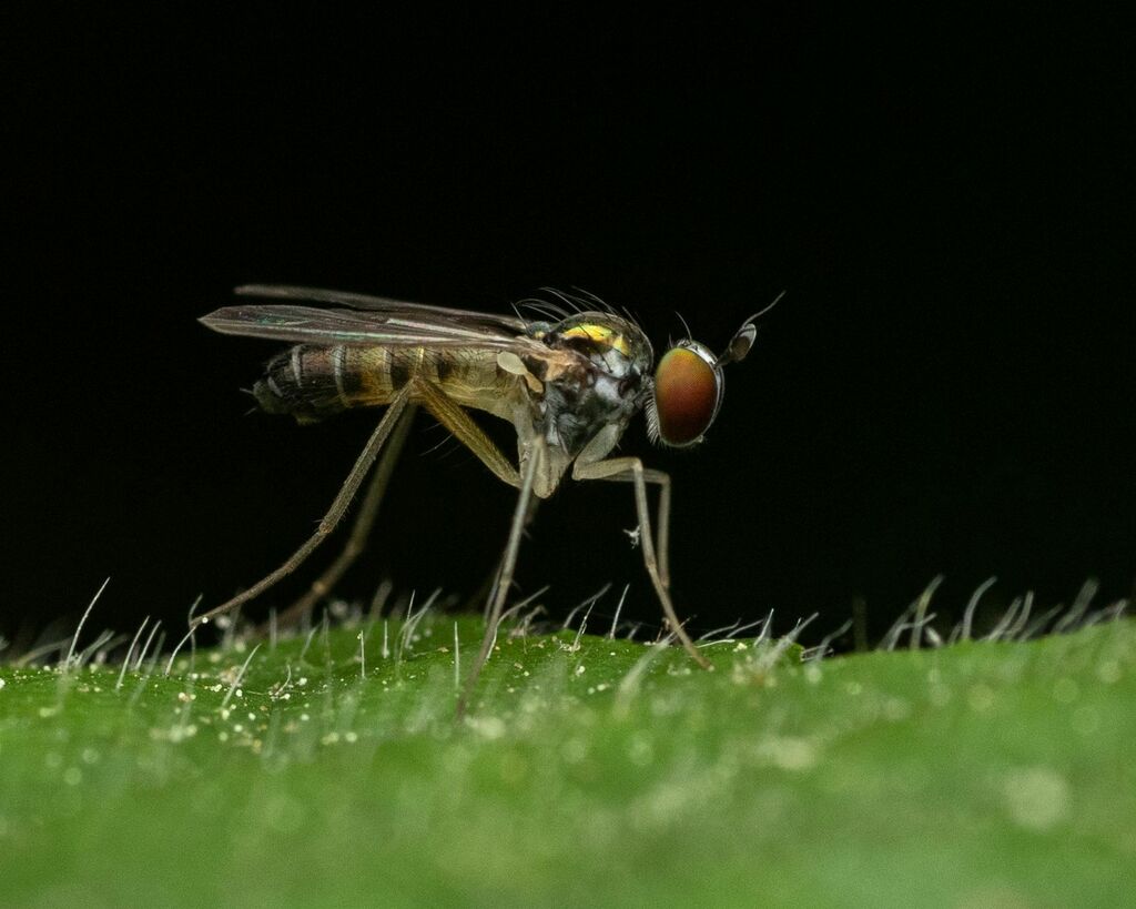 Argyra flavipes