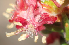 Passerina comosa