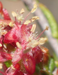 Passerina comosa