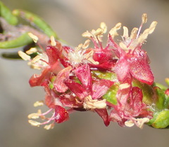 Passerina comosa
