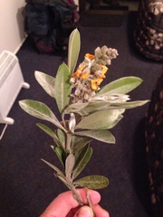 Callistachys lanceolata