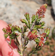 Passerina comosa