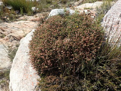 Passerina comosa